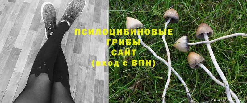 Галлюциногенные грибы Cubensis  Томари 